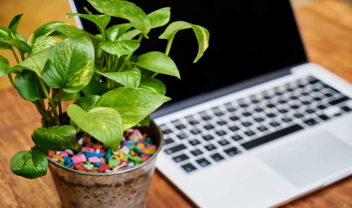 Pothos plant trailing softly on office desk adding bright fresh energy