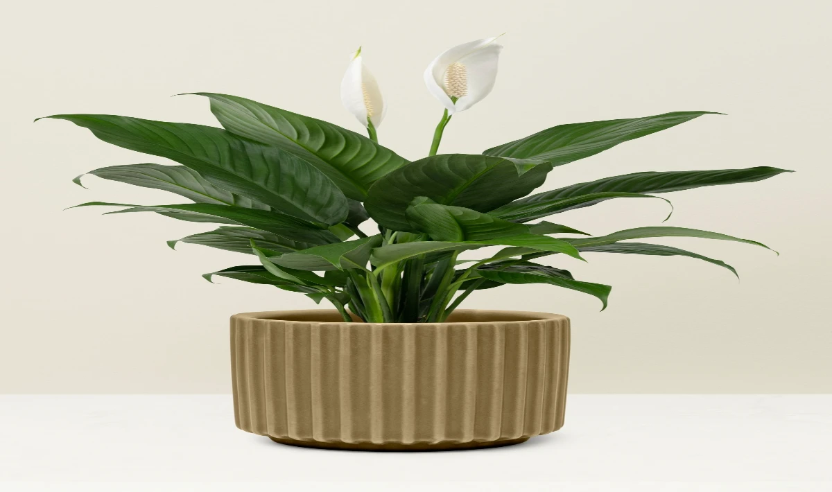 Peace lily in the office meeting area adding calmness and soft focus