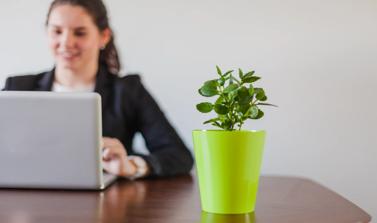Money plant on office desk bringing steady growth and calm energy