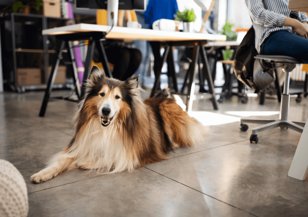 Pet-Friendly Office