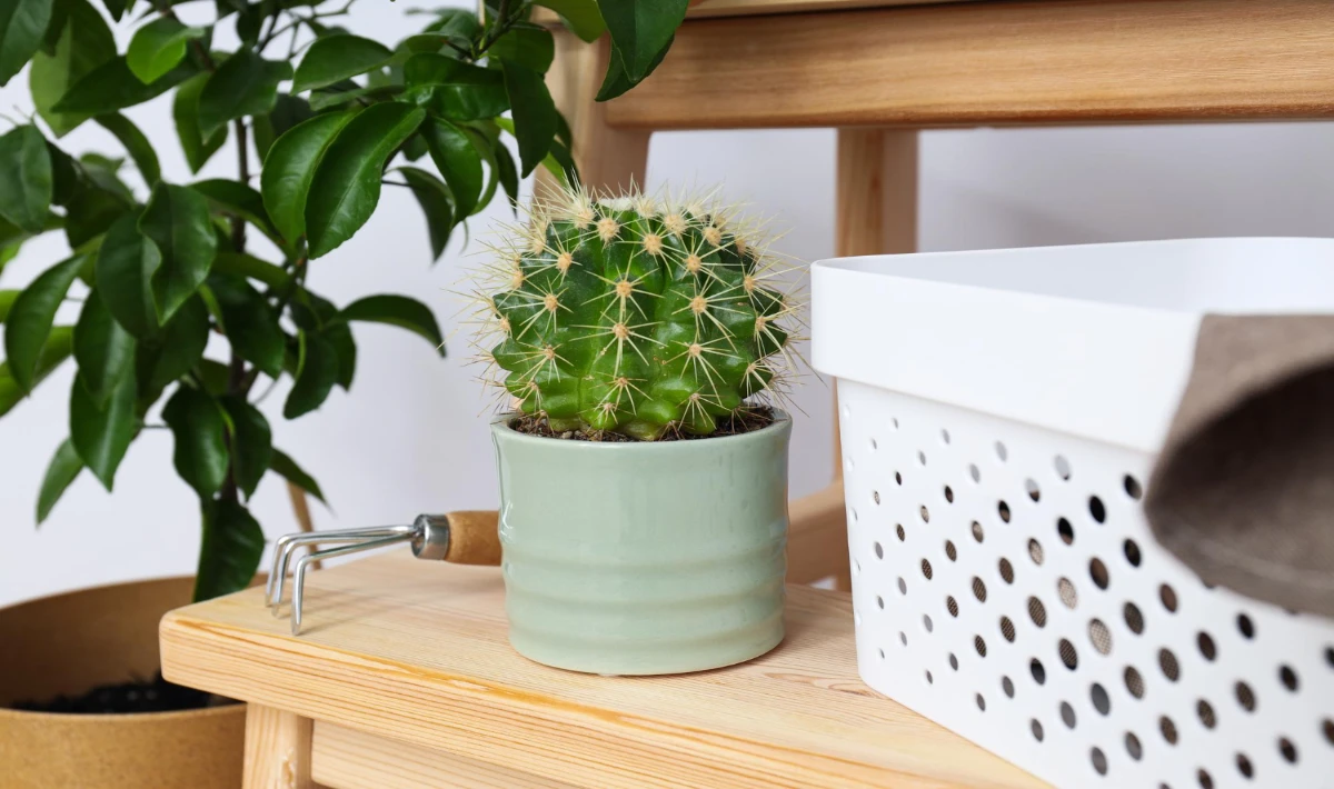 Jade plant in office symbolising luck, steady growth and fresh energy