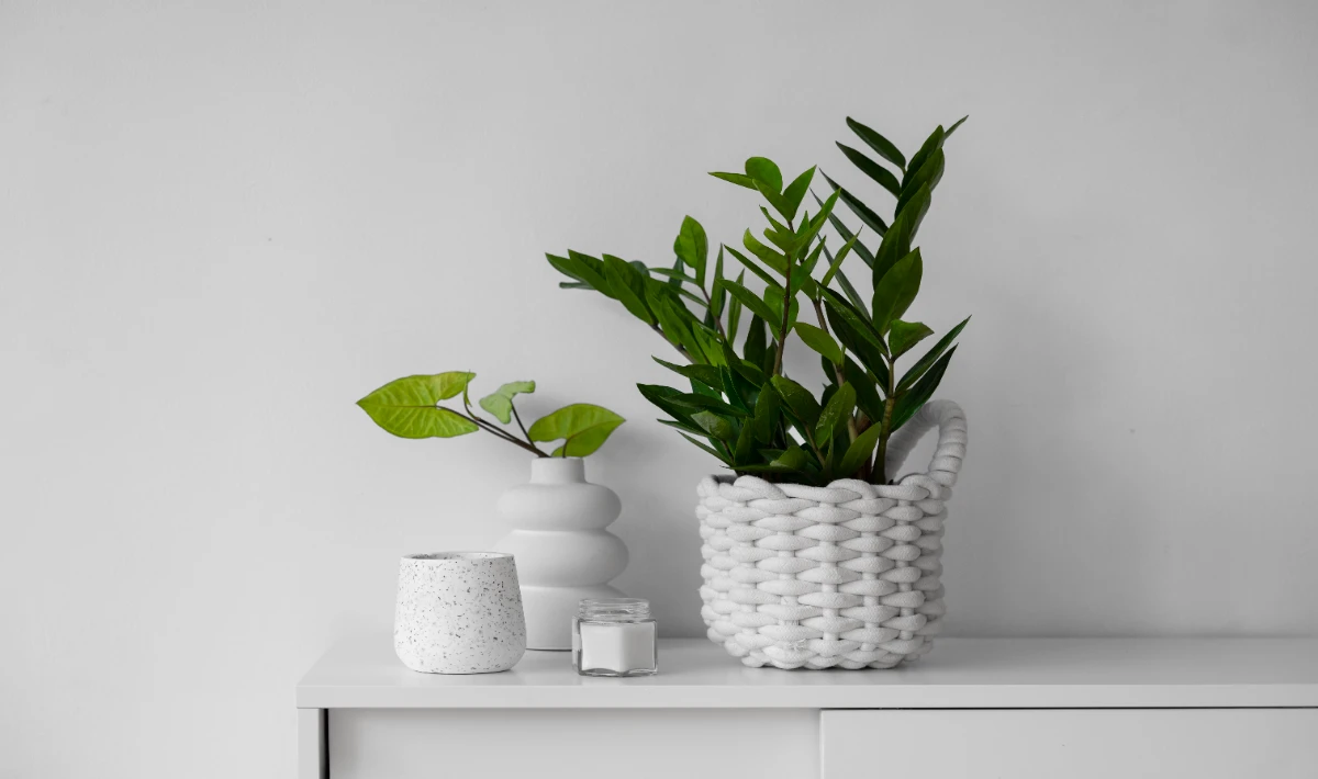 ZZ plant on office desk staying green easily and adding steady charm
