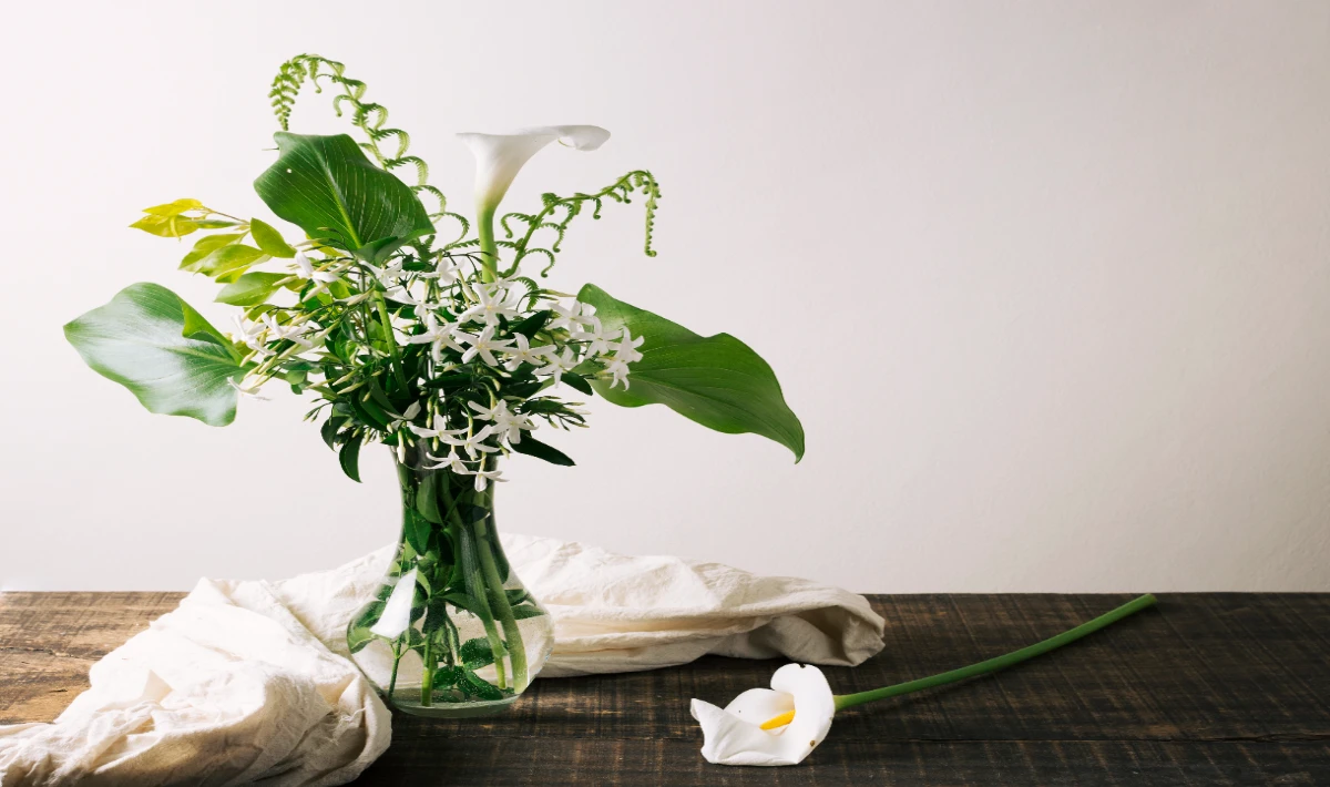 Peace Lily placed on office desk bringing calm and gentle focus to work