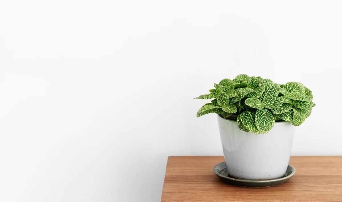 Fittonia plant on office desk adding colour and lively fresh energy