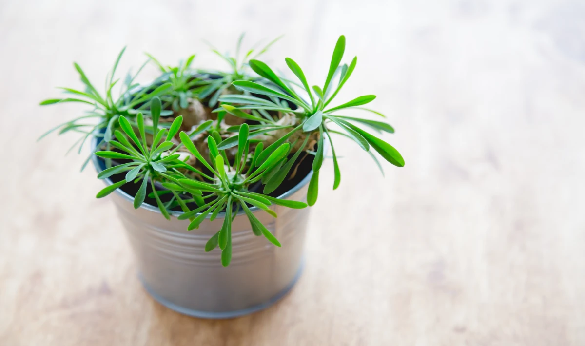 Rosemary plant on office desk helping to focus with a gentle scent