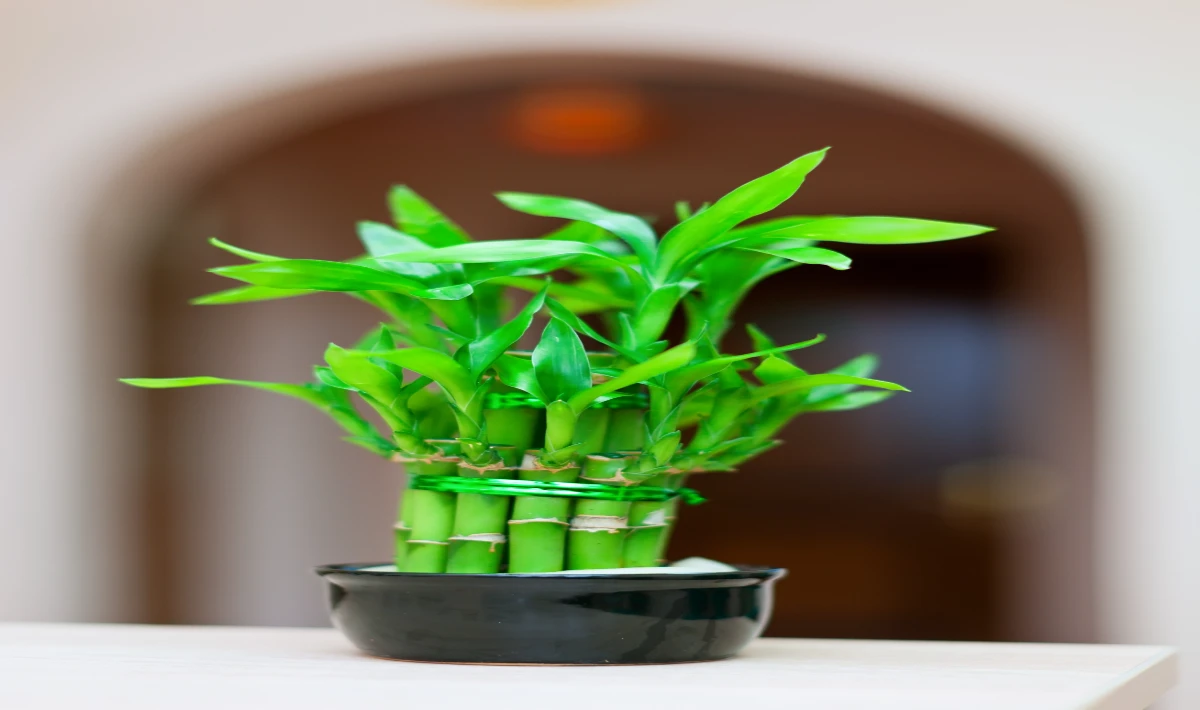 Bamboo plant placed on office shelf adding harmony and gentle balance