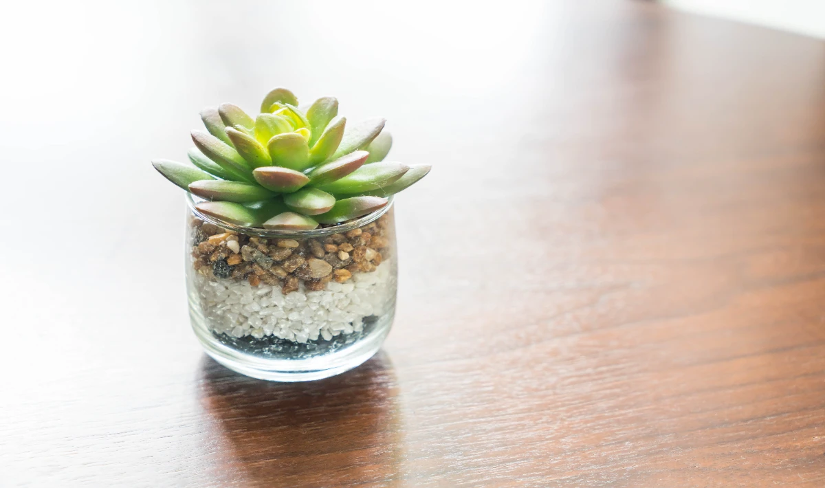 Jade plant on office desk with round leaves adding luck and progress