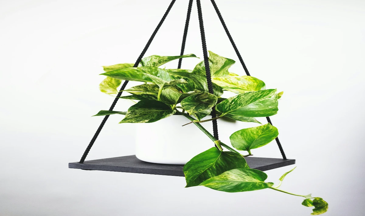 Pothos plant growing indoors adding simple, Vastu-aligned fresh energy