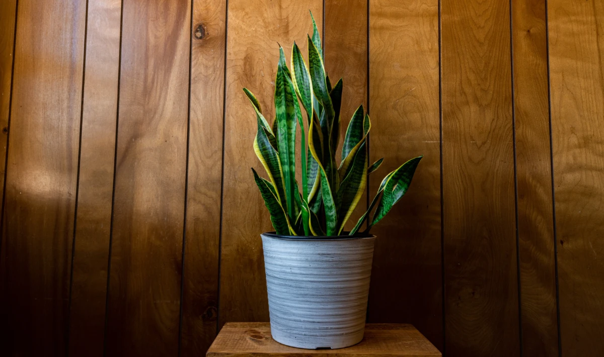 Snake plant in office corner improving air quality and stable energy