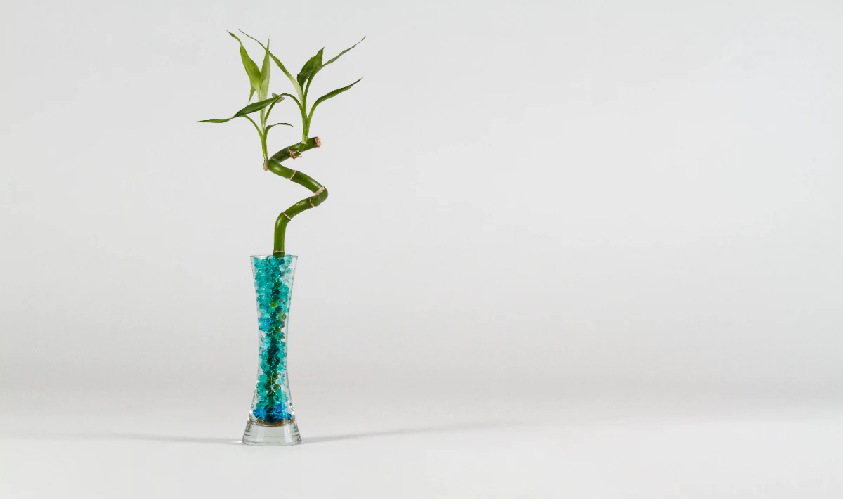 Lucky bamboo spiral on office desk bringing calm flow and creativity