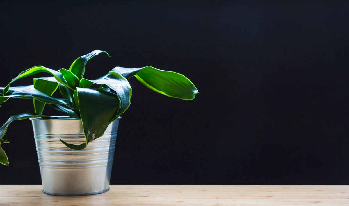 Chinese evergreen on office desk offering sturdy, calm indoor growth