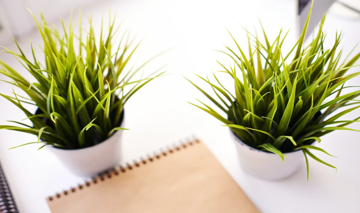 Spider plant on office desk adding freshness and simple gentle charm