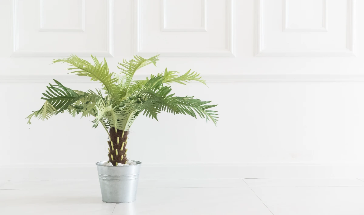 Mini palm placed on office desk bringing a bright and refreshing feel