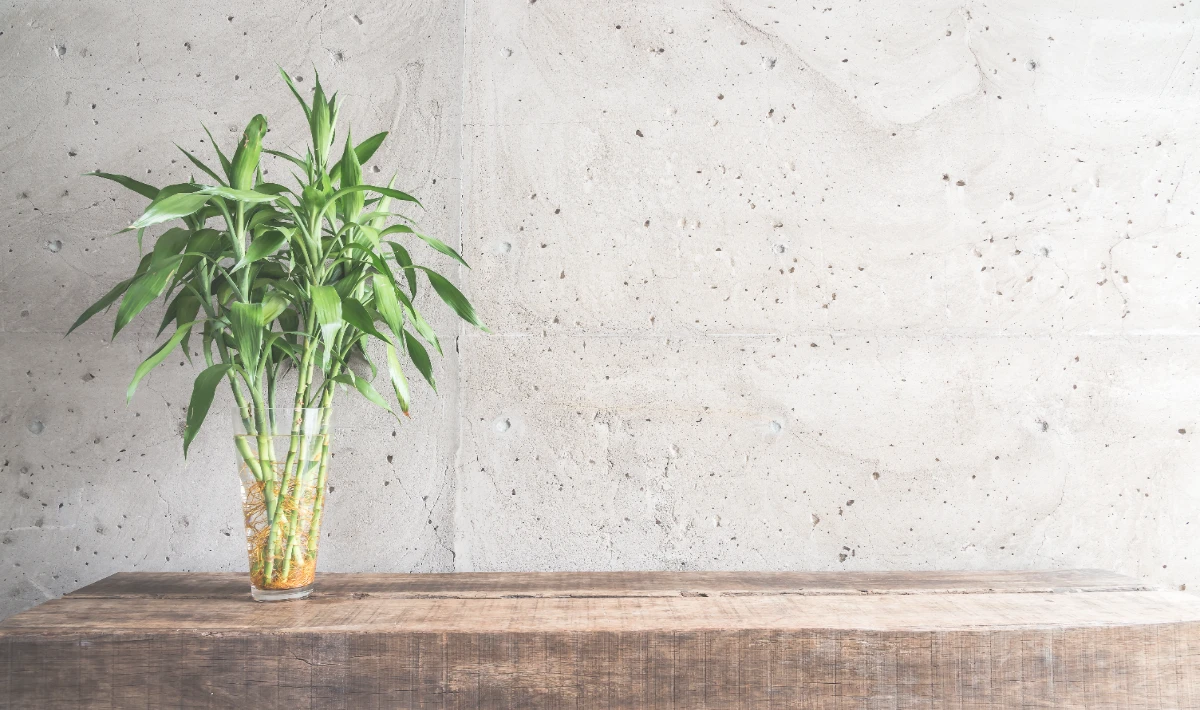 Bamboo plant on the office desk creating a neat, peaceful appearance
