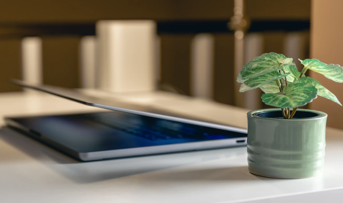 Tulsi plant near office desk bringing purity, sunlight and calmness