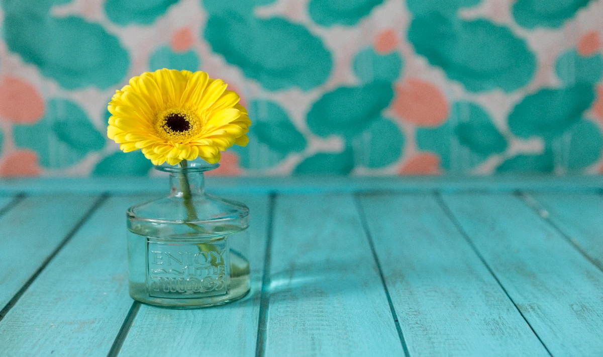 Baby Sunrose plant on office desk adding cheerful leaves and warmth