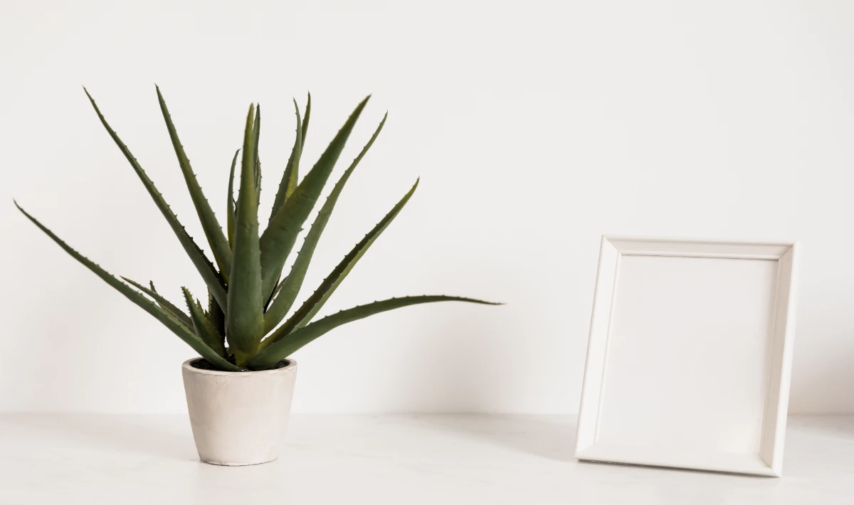 Aloe vera placed on office desk giving a clean and fresh natural look
