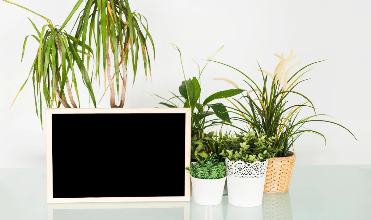 Spider plant on office desk purifying air and adding mild freshness