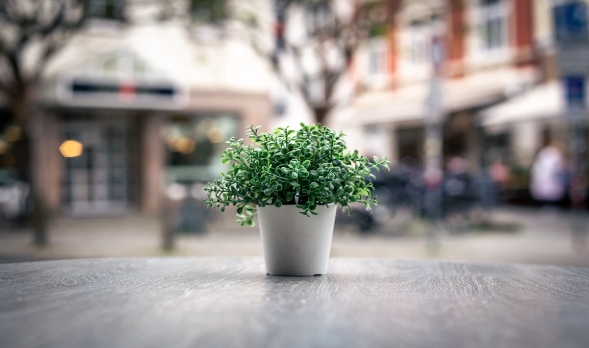 Small Christmas mini trees placed on office desks for a cheerful workspace