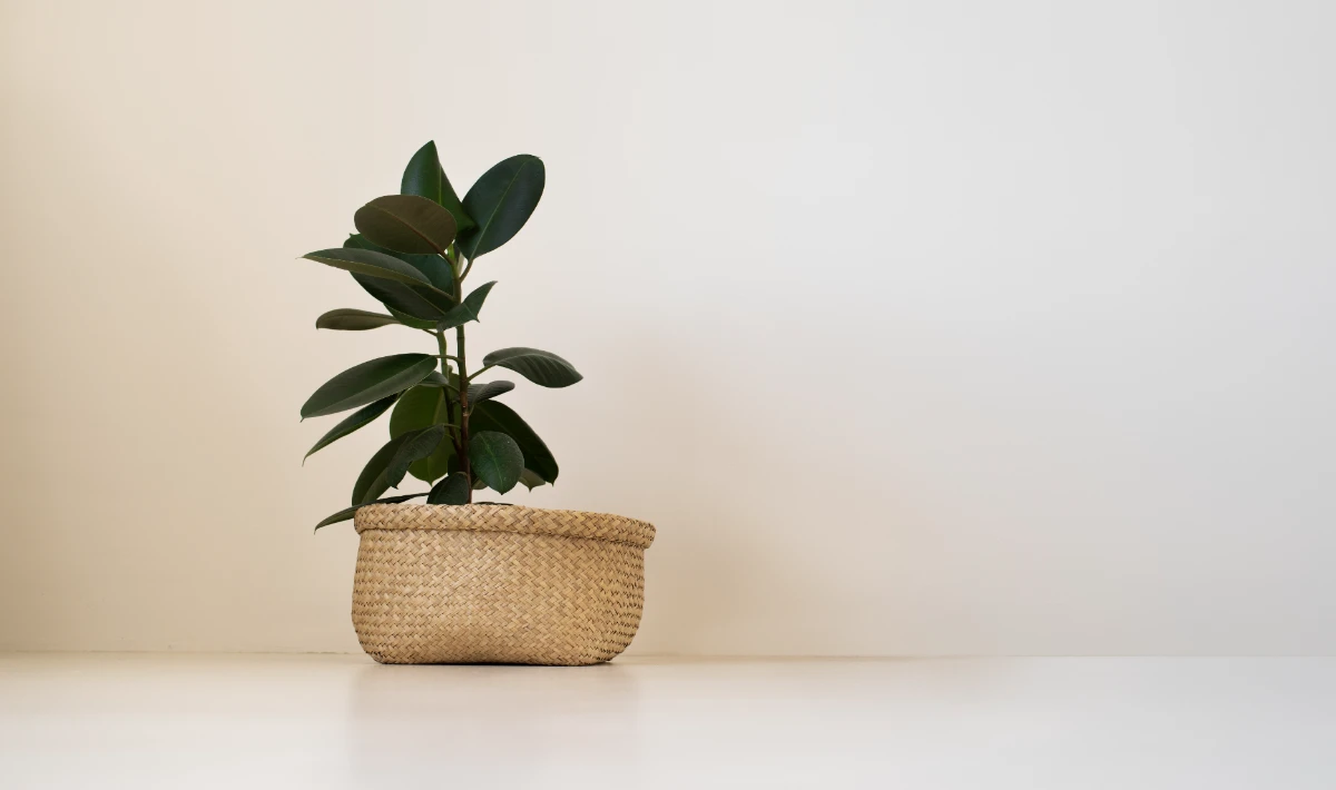 Small rubber plant on office desk adding style and steady calm energy
