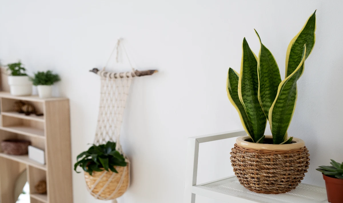 Snake plant placed on office desk improving air flow and calm energy