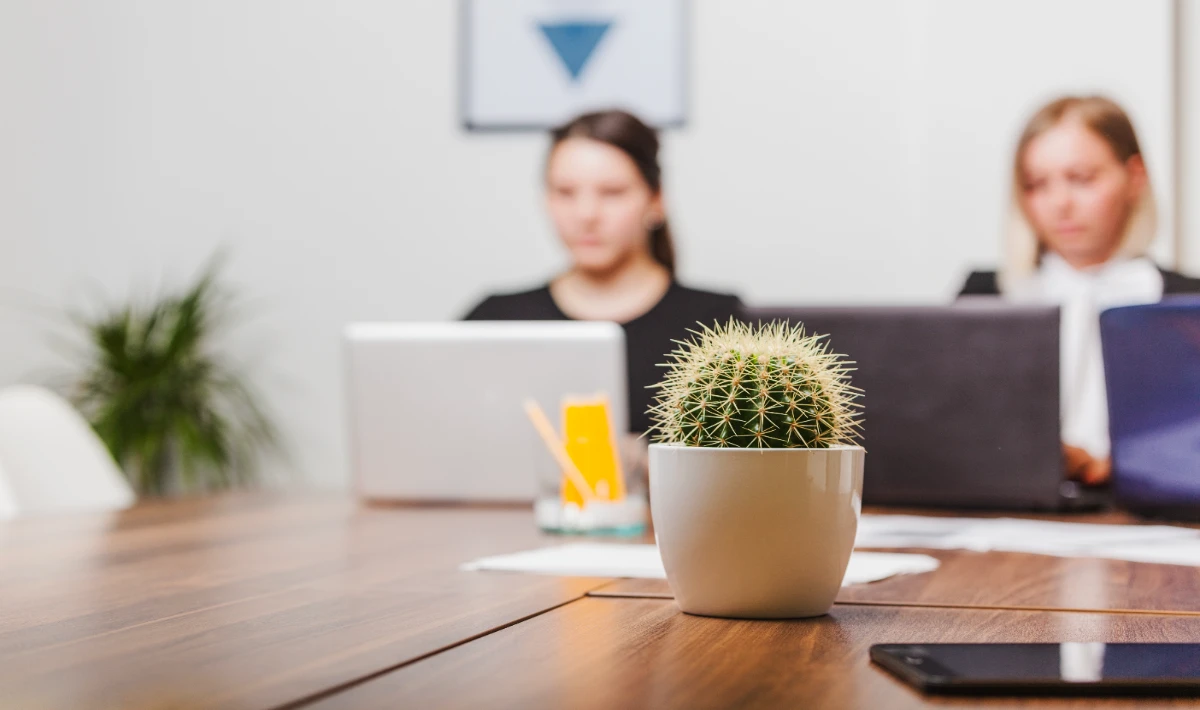 Cactus placed on office desk adding modern style with simple upkeep