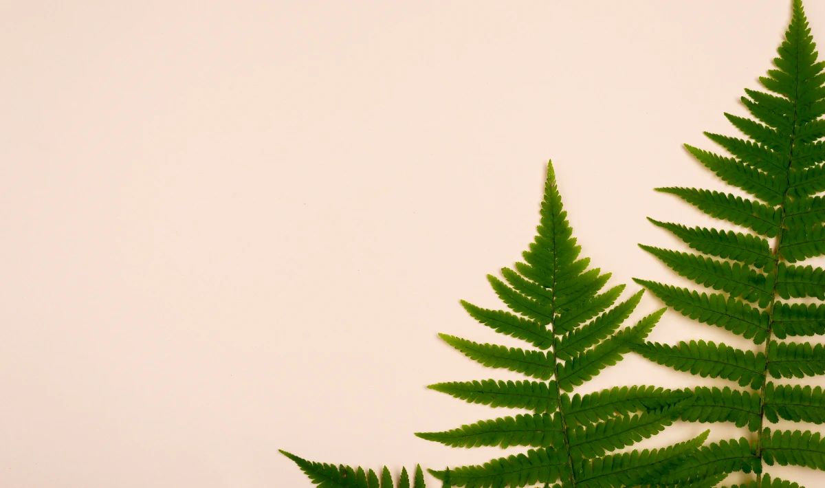 Fern plant on office desk adding soft airy texture with simple care
