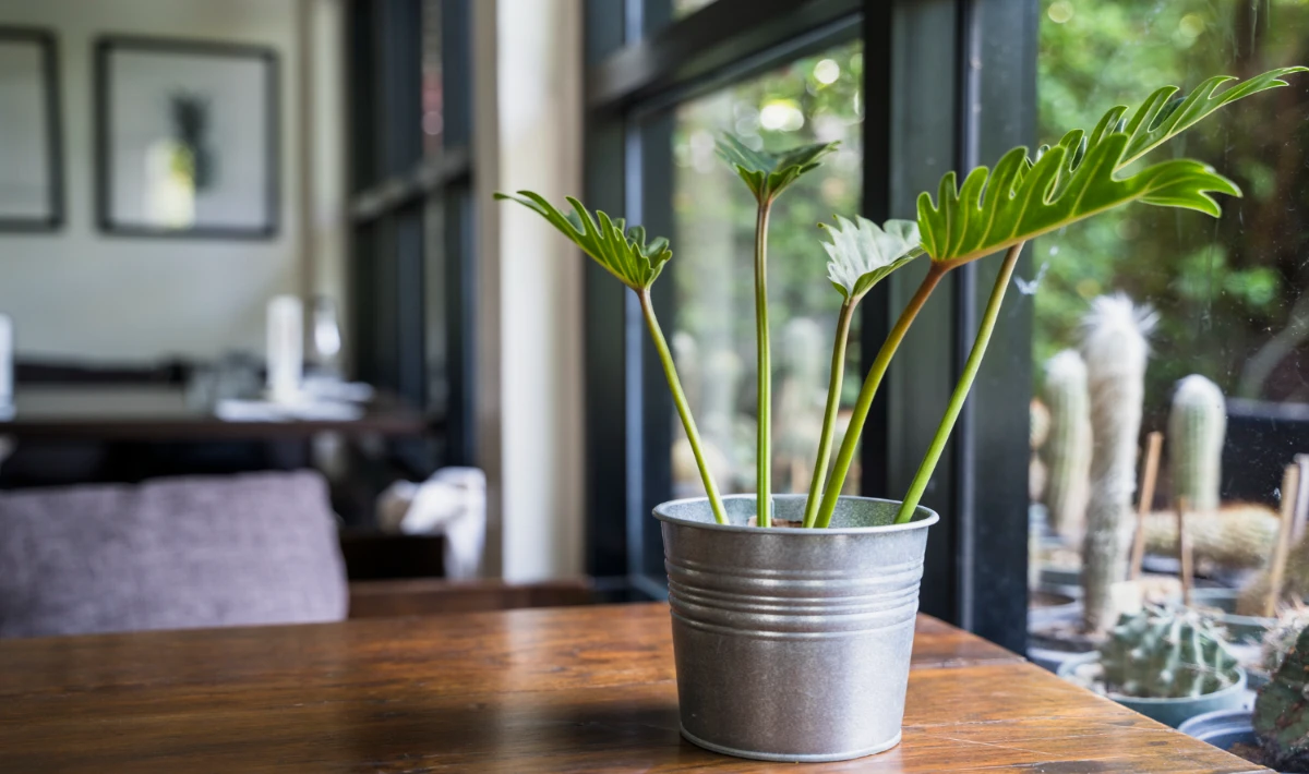 Rubber plant in a modern office adding bold style and balanced energy